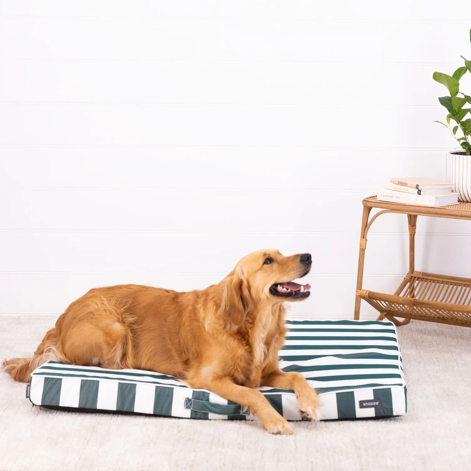 Alfresco Dream Orthobed