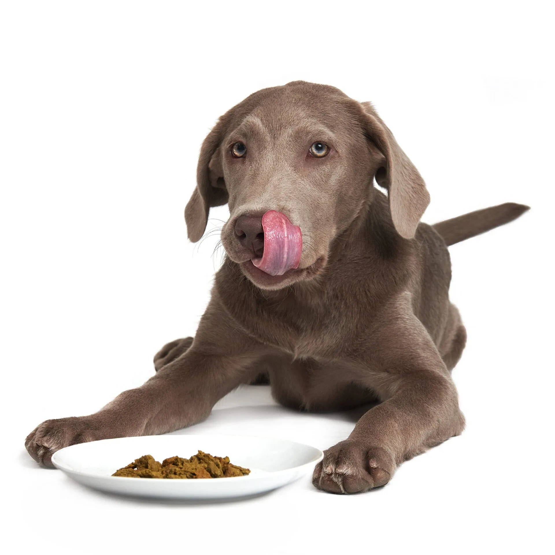 Caribbean-Salmon Fusion | B&B Co. | DOG