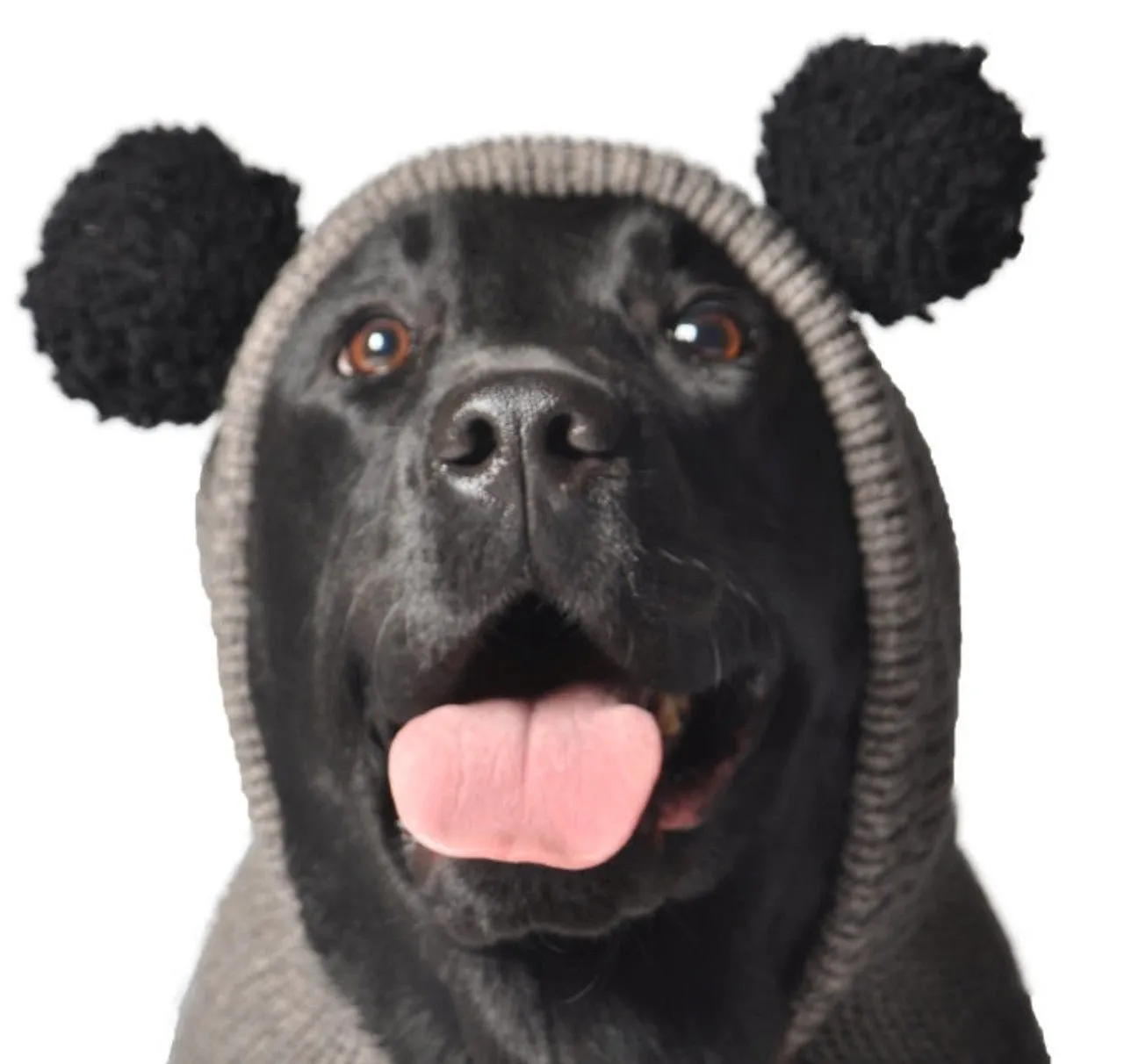 Chilly Dog Sweater Panda SALE