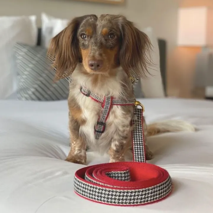 Leash | Houndstooth