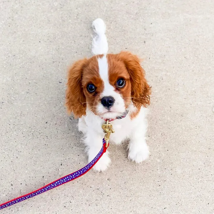 Leash | Stars