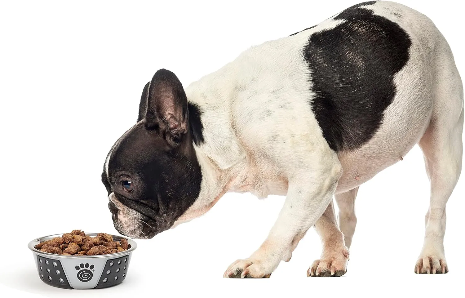 PetRageous 13097 Fiji Stainless Steel Non-Slip Dishwasher-Safe Dog Bowl 1.75-Cup Capacity 5.5-inch Diameter 1.75-inch Tall for Small and Medium Size Dogs and Cats, Light Grey and Black