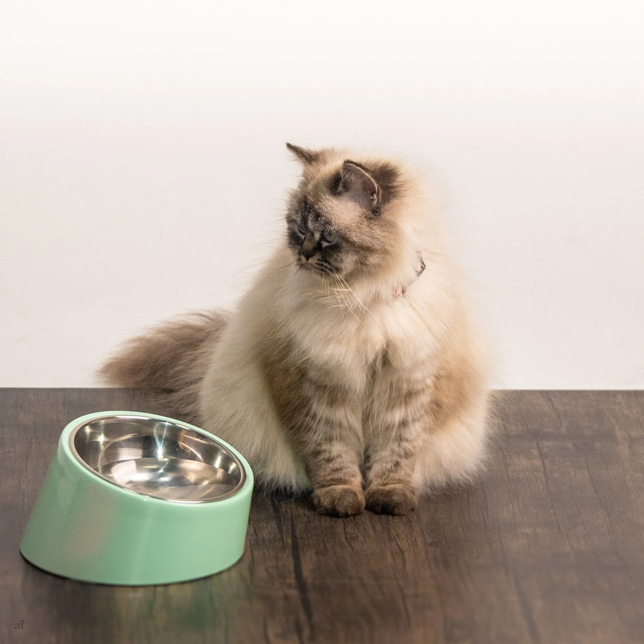 PoochMate Slant Bowl for Flat Faced Dogs & Cats - Mint Green