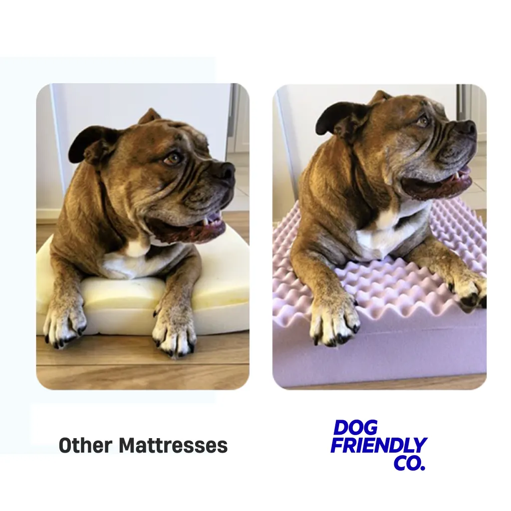 Premium Orthopedic Memory Foam Dog Bed - Cream (Small)